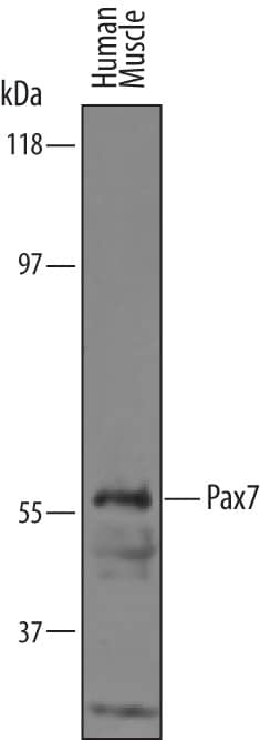 Western Blot Pax7 Antibody [Unconjugated]