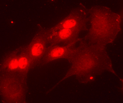 Immunocytochemistry Pax7 Antibody (PAX7) [Unconjugated]