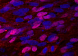Immunocytochemistry Pax7 Antibody (PAX7) [Unconjugated]