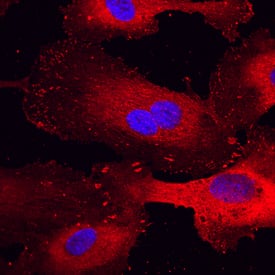 Immunocytochemistry Paxillin Antibody [Unconjugated]