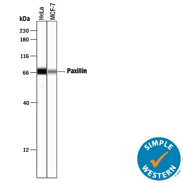 Simple Western Paxillin Antibody [Unconjugated]