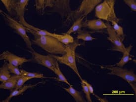 Paxillin was detected in immersion fixed Detroit 551 human embryonic skin fibroblast cell line using Mouse Anti-Human Paxillin Monoclonal Antibody (Catalog # MAB4259) at 10 µg/mL for 3 hours at room temperature. Cells were stained using the NorthernLights™ 557-conjugated Anti-Mouse IgG Secondary Antibody (yellow; Catalog # NL007) and counter-stained with DAPI (blue). View our protocol for Fluorescent ICC Staining of Cells on Coverslips.