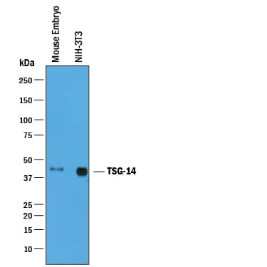 Western blot shows lysates of mouse embryo tissue and NIH-3T3 mouse embryonic fibroblast cell line. PVDF membrane was probed with 0.25 µg/mL of Goat Anti-Mouse Pentraxin 3/TSG-14 Antigen Affinity-purified Polyclonal Antibody (Catalog # AF2166) followed by HRP-conjugated Anti-Goat IgG Secondary Antibody (Catalog # HAF019). A specific band was detected for Pentraxin 3/TSG-14 at approximately 42 kDa (as indicated). This experiment was conducted under reducing conditions and using Immunoblot Buffer Group 1.