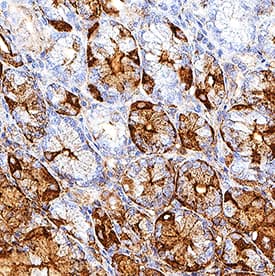 Immunohistochemistry PGA5 Antibody (974731) [Unconjugated]