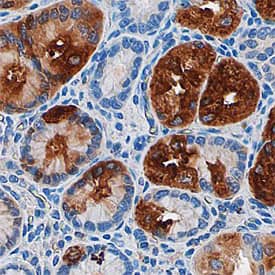 Immunohistochemistry Pepsinogen A Antibody (762015)
