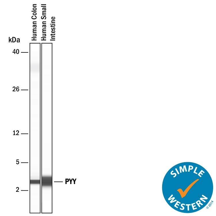 Simple Western lane view shows lysates of human colon tissue and human small intestine tissue, loaded at 0.2 mg/mL. A specific band was detected for Peptide YY at approximately 3 kDa (as indicated) using 20 µg/mL of Rabbit Anti-Human Peptide YY Monoclonal Antibody (Catalog # MAB94563) . This experiment was conducted under reducing conditions and using the 2-40. kDa separation system.