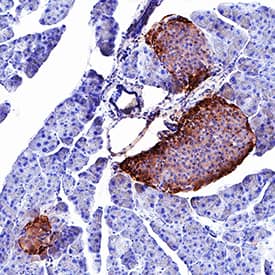 Immunohistochemistry Peptide YY Antibody (2163A) [Unconjugated]