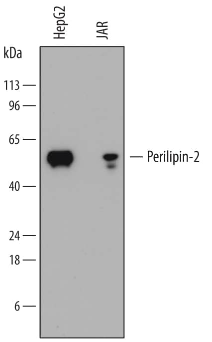 Western Blot Perilipin-2/ADFP Antibody (788620)