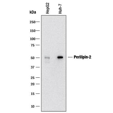 Western blot shows lysates of HepG2 human hepatocellular carcinoma cell line and Huh-7 human hepatoma cell line. PVDF membrane was probed with 1 µg/mL of Mouse Anti-Human Perilipin-2 Monoclonal Antibody (Catalog # MAB76341) followed by HRP-conjugated Anti-Mouse IgG Secondary Antibody (Catalog # HAF018). A specific band was detected for Perilipin-2 at approximately 55 kDa (as indicated). This experiment was conducted under reducing conditions and using Immunoblot Buffer Group 1.