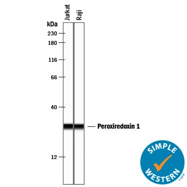 Simple Western lane view shows lysates of Jurkat human acute T cell leukemia cell line and Raji human Burkitt's lymphoma cell line, loaded at 0.2 mg/mL. A specific band was detected for Peroxiredoxin 1 at approximately 29 kDa (as indicated) using 2 µg/mL of Goat Anti-Human/Mouse/Rat Peroxiredoxin 1 Antigen Affinity-purified Polyclonal Antibody (Catalog # AF3488) followed by 1:50 dilution of HRP-conjugated Anti-Goat IgG Secondary Antibody (HAF109). This experiment was conducted under reducing conditions and using the 12-230 kDa separation system.