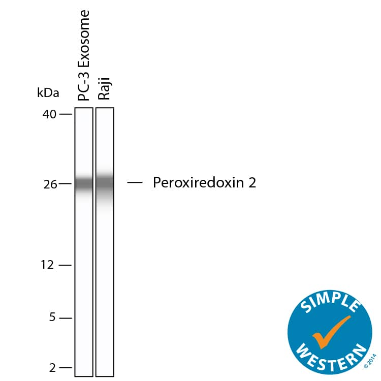 Simple Western shows lysates of Exosome Standard (PC‑3) (NBP2-49856) and Raji human Burkitt's lymphoma cell line, loaded at 0.5 mg/ml. A specific band was detected for Peroxiredoxin 2 at approximately 26 kDa (as indicated) using 10 µg/mL of Goat Anti-Human/Mouse/Rat Peroxiredoxin 2 Antigen Affinity-purified Polyclonal Antibody (Catalog # AF3489). This experiment was conducted under reducing conditions and using the 2-40kDa separation system.
