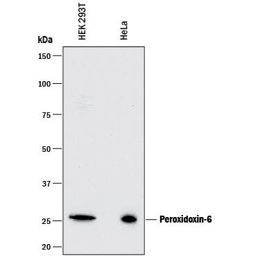 Western blot shows lysates of HEK293T human embryonic kidney cell line and HeLa human cervical epithelial carcinoma cell line. PVDF membrane was probed with 0.5 µg/mL of Mouse Anti-Human Peroxiredoxin 6 Monoclonal Antibody (Catalog # MAB3490R) followed by HRP-conjugated Anti-Mouse IgG Secondary Antibody (HAF018). A specific band was detected for Peroxiredoxin 6 at approximately 25 kDa (as indicated). This experiment was conducted under reducing conditions and using Immunoblot Buffer Group 1.
