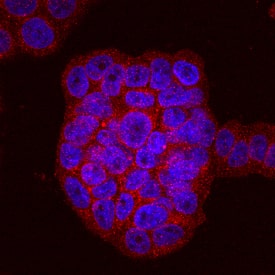 Immunocytochemistry Phospholipid Scramblase 1/PLSCR1 Antibody (875327)