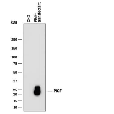 Western blot shows lysates of CHO Chinese hamster ovary cell line either mock transfected or transfected with full length human PlGF. PVDF membrane was probed with 2 µg/mL of Goat Anti-Human PlGF Antigen Affinity-purified Polyclonal Antibody (Catalog # AF-264-PB) followed by HRP-conjugated Anti-Goat IgG Secondary Antibody (Catalog # HAF017). A specific band was detected for PlGF at approximately 22 kDa (as indicated). This experiment was conducted under reducing conditions and using Immunoblot Buffer Group 1.