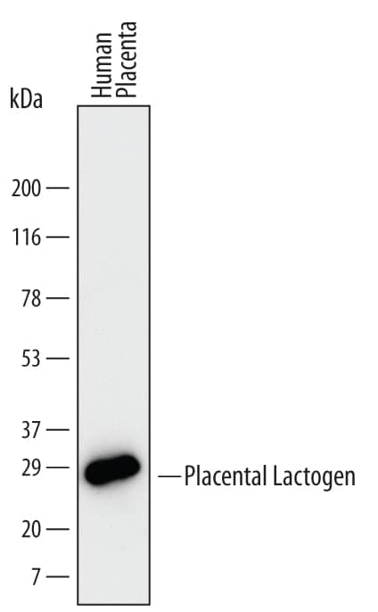 Western blot shows lysates of human placenta tissue. PVDF Membrane was probed with 2 µg/mL of Human Placental Lactogen/CSH1 Monoclonal Antibody (Catalog # MAB5757) followed by HRP-conjugated Anti-Mouse IgG Secondary Antibody (Catalog # HAF007). A specific band was detected for Placental Lactogen/CSH1 at approximately 25 kDa (as indicated). This experiment was conducted under reducing conditions and using Immunoblot Buffer Group 1.
