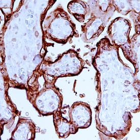 Placental Lactogen/CSH1 was detected in immersion fixed paraffin-embedded sections of human placenta using Human Placental Lactogen/CSH1 Monoclonal Antibody (Catalog # MAB5757) at 15 µg/mL overnight at 4 °C. Before incubation with the primary antibody, tissue was subjected to heat-induced epitope retrieval using Antigen Retrieval Reagent-Basic (Catalog # CTS013). Tissue was stained using the Anti-Mouse HRP-DAB Cell & Tissue Staining Kit (brown; Catalog # CTS002) and counterstained with hematoxylin (blue). Specific staining was localized to cytoplasm in syncytiotrophoblast cells. View our protocol for Chromogenic IHC Staining of Paraffin-embedded Tissue Sections.