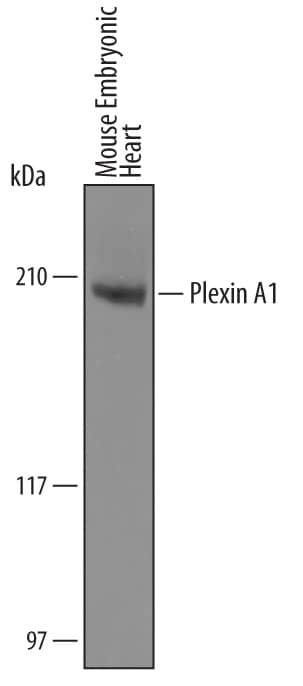 Western Blot Plexin A1 Antibody [Unconjugated]