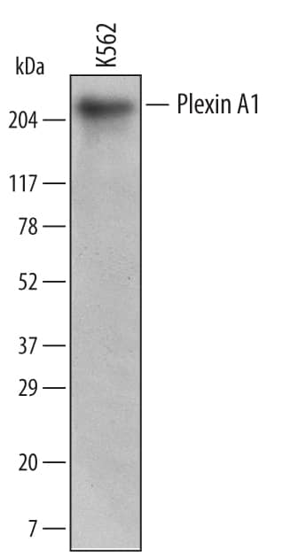 Western blot shows lysates of K562 human chronic myelogenous leukemia cell line. PVDF Membrane was probed with 1 µg/mL of Mouse Anti-Human Plexin A1 Monoclonal Antibody (Catalog # MAB6536) followed by HRP-conjugated Anti-Mouse IgG Secondary Antibody (Catalog # HAF007). A specific band was detected for Plexin A1 at approximately 210 kDa (as indicated). This experiment was conducted under reducing conditions and using Immunoblot Buffer Group 1.