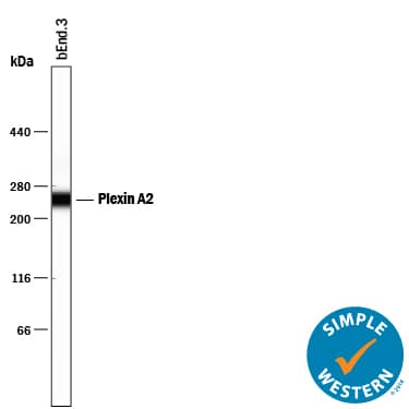 Simple Western lane view shows lysates of bEnd.3 mouse endothelioma cell line, loaded at 0.2 mg/mL. A specific band was detected for Plexin A2 at approximately 246 kDa (as indicated) using 10 µg/mL of Goat Anti-Human/Mouse/Rat Plexin A2 Antigen Affinity-purified Polyclonal Antibody (Catalog # AF5486) followed by 1:50 dilution of HRP-conjugated Anti-Goat IgG Secondary Antibody (Catalog # HAF109). This experiment was conducted under reducing conditions and using the 66-440 kDa separation system.