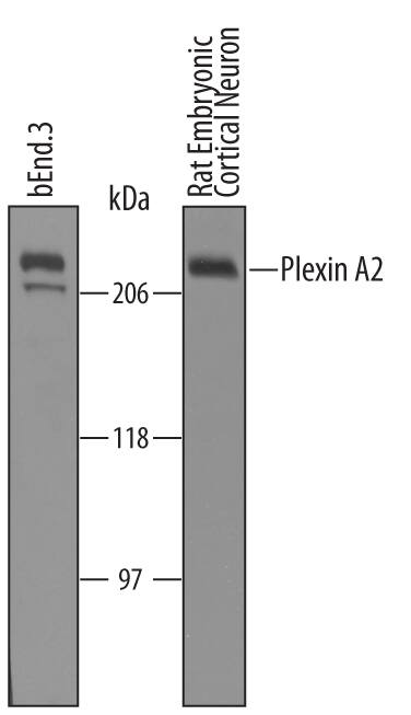 Western blot shows lysates of bEnd.3 mouse endothelioma cell line and rat embryonic cortical neuron cells. PVDF Membrane was probed with 1 µg/mL of Goat Anti-Human/Mouse/Rat Plexin A2 Antigen Affinity-purified Polyclonal Antibody (Catalog # AF5486) followed by HRP-conjugated Anti-Goat IgG Secondary Antibody (Catalog # HAF019). A specific band was detected for Plexin A2 at approximately 210 kDa (as indicated). This experiment was conducted under reducing conditions and using Immunoblot Buffer Group 8.