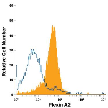 bEnd.3 mouse endothelioma cell line was stained with Goat Anti-Human/Mouse/Rat Plexin A2 APC-conjugated Antigen Affinity-purified Polyclonal Antibody (Catalog # FAB5486A, filled histogram) or isotype control antibody (Catalog # IC108A, open histogram). View our protocol for Staining Membrane-associated Proteins.