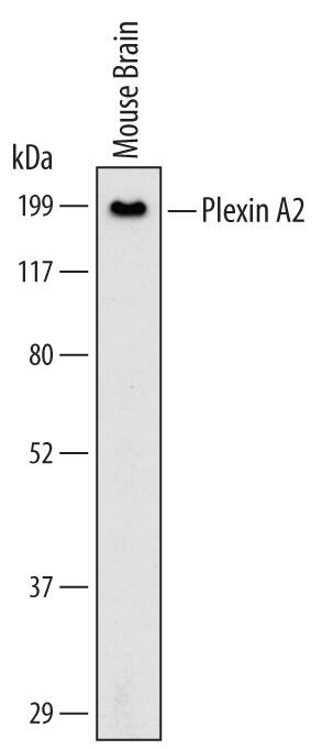 Western blot shows lysates of mouse brain tissue. PVDF Membrane was probed with 2 µg/mL of Rat Anti-Mouse Plexin A2 Monoclonal Antibody (Catalog # MAB5486) followed by HRP-conjugated Anti-Rat IgG Secondary Antibody (Catalog # HAF005). A specific band was detected for Plexin A2 at approximately 200 kDa (as indicated). This experiment was conducted under non-reducing conditions and using Immunoblot Buffer Group 1.