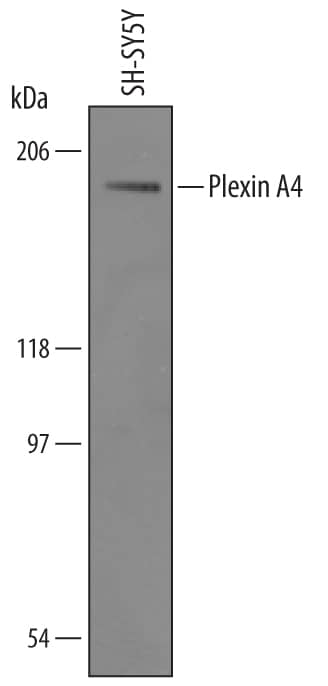 Western blot shows lysates of SH-SY5Y human neuroblastoma cell line. PVDF Membrane was probed with 1 µg/mL of Sheep Anti-Human Plexin A4 Antigen Affinity-purified Polyclonal Antibody (Catalog # AF5856) followed by HRP-conjugated Anti-Goat IgG Secondary Antibody (Catalog # HAF019). A specific band was detected for Plexin A4 at approximately 200 kDa (as indicated). This experiment was conducted under reducing conditions and using Immunoblot Buffer Group 1.