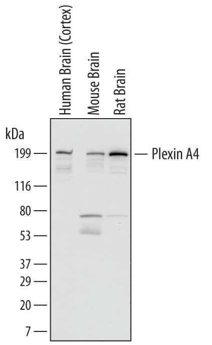 Western Blot Plexin A4 Antibody (707201) [Unconjugated]