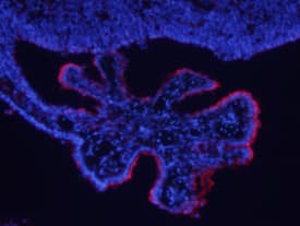 Immunohistochemistry Plexin B2 Antibody [Unconjugated]