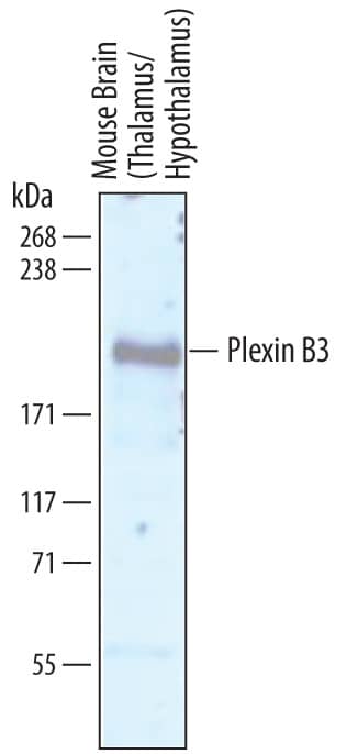 Western blot shows lysates of mouse brain (thalamus/hypothalamus) tissue. PVDF membrane was probed with 1 µg/mL of Sheep Anti-Mouse/Rat Plexin B3 Antigen Affinity-purified Polyclonal Antibody (Catalog # AF6879) followed by HRP-conjugated Anti-Sheep IgG Secondary Antibody (Catalog # HAF016). A specific band was detected for Plexin B3 at approximately 180-190 kDa (as indicated). This experiment was conducted under reducing conditions and using Immunoblot Buffer Group 1.