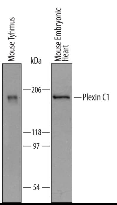 Western Blot Plexin C1 Antibody [Unconjugated]