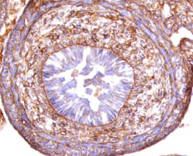 Immunohistochemistry Plexin C1 Antibody (544232)