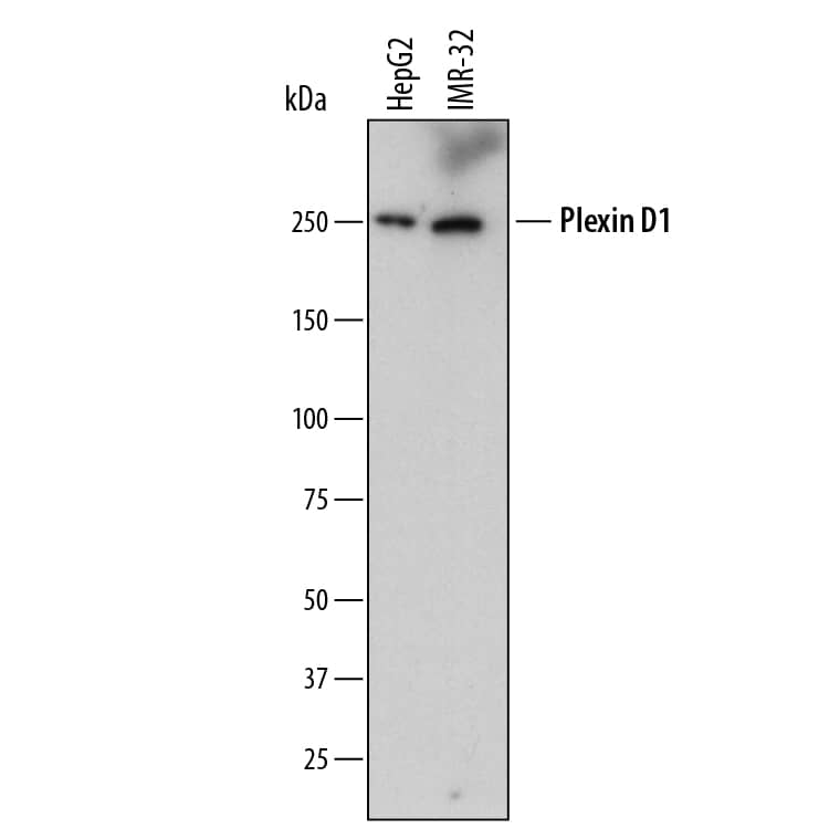Western blot shows lysates of HepG2 human hepatocellular carcinoma cell line and IMR-32 human neuroblastoma cell line. PVDF membrane was probed with 2 µg/mL of Mouse Anti-Human Plexin D1 Monoclonal Antibody (Catalog # MAB41601) followed by HRP-conjugated Anti-Mouse IgG Secondary Antibody (Catalog # HAF007). A specific band was detected for Plexin D1 at approximately 250 kDa (as indicated). This experiment was conducted under reducing conditions and using Immunoblot Buffer Group 1.