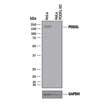 Knockout Validated Podocalyxin Like Antibody [Unconjugated]