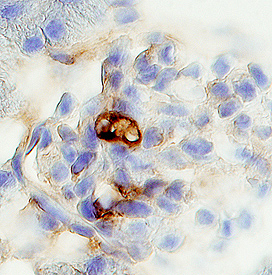 Immunohistochemistry Podocan Antibody