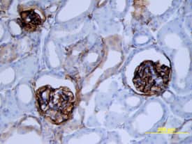 Immunohistochemistry Podoplanin Antibody [Unconjugated]