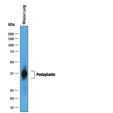 Western Blot Podoplanin Antibody [Unconjugated]