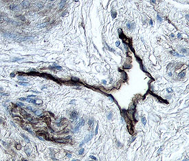 Immunohistochemistry Podoplanin Antibody [Unconjugated]