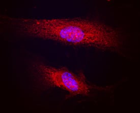 Immunocytochemistry Polycystin-1/PKD1 Antibody [Unconjugated]