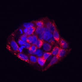 Pref-1/DLK1/FA1 was detected in immersion fixed HepG2 human hepatocellular carcinoma cell line using Goat Anti-Human Pref-1/DLK1/FA1 Antigen Affinity-purified Polyclonal Antibody (Catalog # AF1144) at 10 µg/mL for 3 hours at room temperature. Cells were stained using the NorthernLights™ 557-conjugated Anti-Goat IgG Secondary Antibody (red; Catalog # NL001) and counterstained with DAPI (blue). Specific staining was localized to cytoplasm. View our protocol for Fluorescent ICC Staining of Cells on Coverslips.