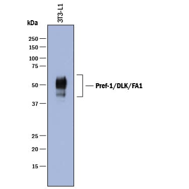 Western Blot Pref-1/DLK1/FA1 Antibody [Unconjugated]