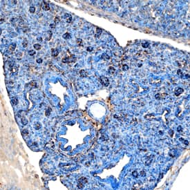 Immunohistochemistry Pref-1/DLK1/FA1 Antibody [Unconjugated]