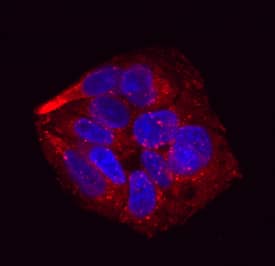 Pref-1/DLK1/FA1 was detected in immersion fixed HepG2 human hepatocellular carcinoma cell line using Mouse Anti-Human Pref-1/DLK1/FA1 Monoclonal Antibody (Catalog # MAB1144) at 10 µg/mL for 3 hours at room temperature. Cells were stained using the NorthernLights™ 557-conjugated Anti-Mouse IgG Secondary Antibody (red; Catalog # NL007) and counterstained with DAPI (blue). Specific staining was localized to cell membranes. View our protocol for Fluorescent ICC Staining of Cells on Coverslips.