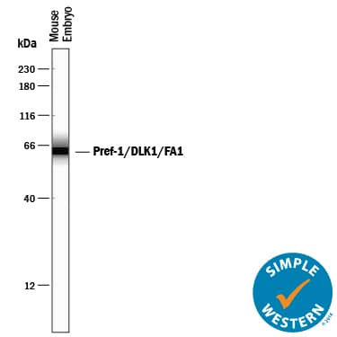 Simple Western lane view shows lysates of mouse embryo tissue, loaded at 0.2 mg/mL. A specific band was detected for Pref‑1/DLK1/FA1 at approximately 63 kDa (as indicated) using 1 μg/mL of Rabbit Anti-Mouse Pref‑1/DLK1/FA1 Monoclonal Antibody (Catalog # MAB8634). This experiment was conducted under reducing conditions and using the12-230 kDa separation system.