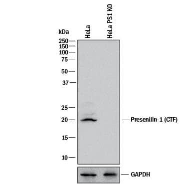 <b>Genetic Strategies Validation. </b>Western blot shows lysates of HeLa human cervical epithelial carcinoma parental cell line and Presenilin-1 knockout HeLa cell line (KO). PVDF membrane was probed with 1 µg/mL of Goat Anti-Human Presenilin-1 C-Terminal Fragment Antigen Affinity-purified Polyclonal Antibody (Catalog # AF166) followed by HRP-conjugated Anti-Goat IgG Secondary Antibody (Catalog # HAF017). A specific band was detected for Presenilin-1 at approximately 17 kDa (as indicated) in the parental HeLa cell line, but is not detectable in knockout HeLa cell line. GAPDH (Catalog # AF5718) is shown as a loading control. This experiment was conducted under reducing conditions and using Immunoblot Buffer Group 1.