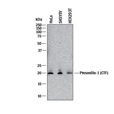 Western blot shows lysates of HeLa human cervical epithelial carcinoma cell line, SH-SY5Y human neuroblastoma cell line, and HEK293T human embryonic kidney cell line. PVDF membrane was probed with 1 µg/mL of Goat Anti-Human Presenilin-1 C-Terminal Fragment Antigen Affinity-purified Polyclonal Antibody (Catalog # AF166) followed by HRP-conjugated Anti-Goat IgG Secondary Antibody (Catalog # HAF017). A specific band was detected for Presenilin-1 at approximately 17 kDa (as indicated). This experiment was conducted under reducing conditions and using Immunoblot Buffer Group 1.