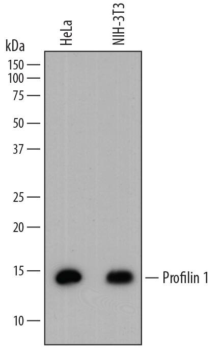 Western blot shows lysates of HeLa human cervical epithelial carcinoma cell line and NIH-3T3 mouse embryonic fibroblast cell line. PVDF membrane was probed with 0.2 µg/mL of Mouse Anti-Human Profilin 1 Monoclonal Antibody (Catalog # MAB7779) followed by HRP-conjugated Anti-Mouse IgG Secondary Antibody (Catalog # HAF018). A specific band was detected for Profilin 1 at approximately 14 kDa (as indicated). This experiment was conducted under reducing conditions and using Immunoblot Buffer Group 1.