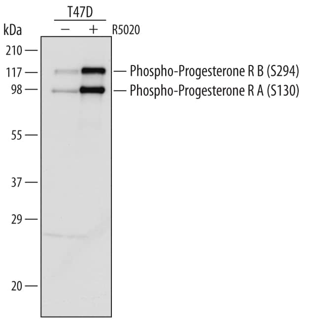 Western blot shows lysates of T47D human breast cancer cell line untreated (-) or treated (+) with 100 nM synthetic progestin promegestone (R5020) for 60 minutes. PVDF Membrane was probed with 0.5 µg/mL of Rabbit Anti-Human Phospho-Progesterone R/NR3C3 (S294) Antigen Affinity-purified Polyclonal Antibody (Catalog # AF5955) followed by HRP-conjugated Anti-Rabbit IgG Secondary Antibody (Catalog # HAF008). Specific bands were detected for Phospho-Progesterone RB (S294) at approximately 118 kDa and Phospho-Progesterone RA (S130) at approximately 90 kDa (as indicated). This experiment was conducted under reducing conditions and using Immunoblot Buffer Group 1.