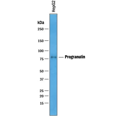 Western blot shows lysates of HepG2 human hepatocellular carcinoma cell line. PVDF membrane was probed with 1 µg/mL of Goat Anti-Human Progranulin/PGRN Antigen Affinity-purified Polyclonal Antibody (Catalog # AF2420) followed by HRP-conjugated Anti-Goat IgG Secondary Antibody (HAF019). A specific band was detected for Progranulin/PGRN at approximately 80 kDa (as indicated). This experiment was conducted under reducing conditions and using Immunoblot Buffer Group 1.