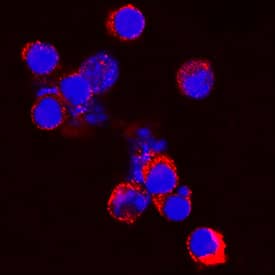 Immunocytochemistry Progranulin/PGRN Antibody [Unconjugated]